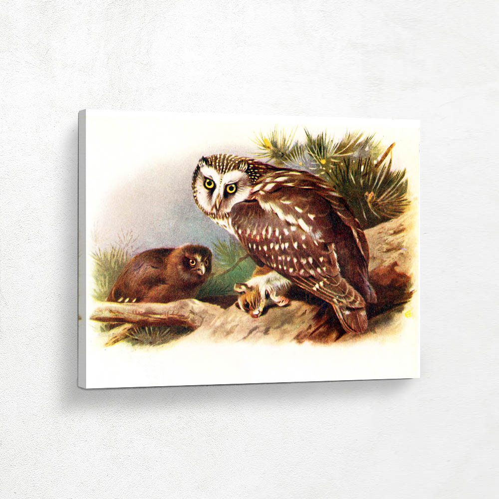 Tengmalms Owl