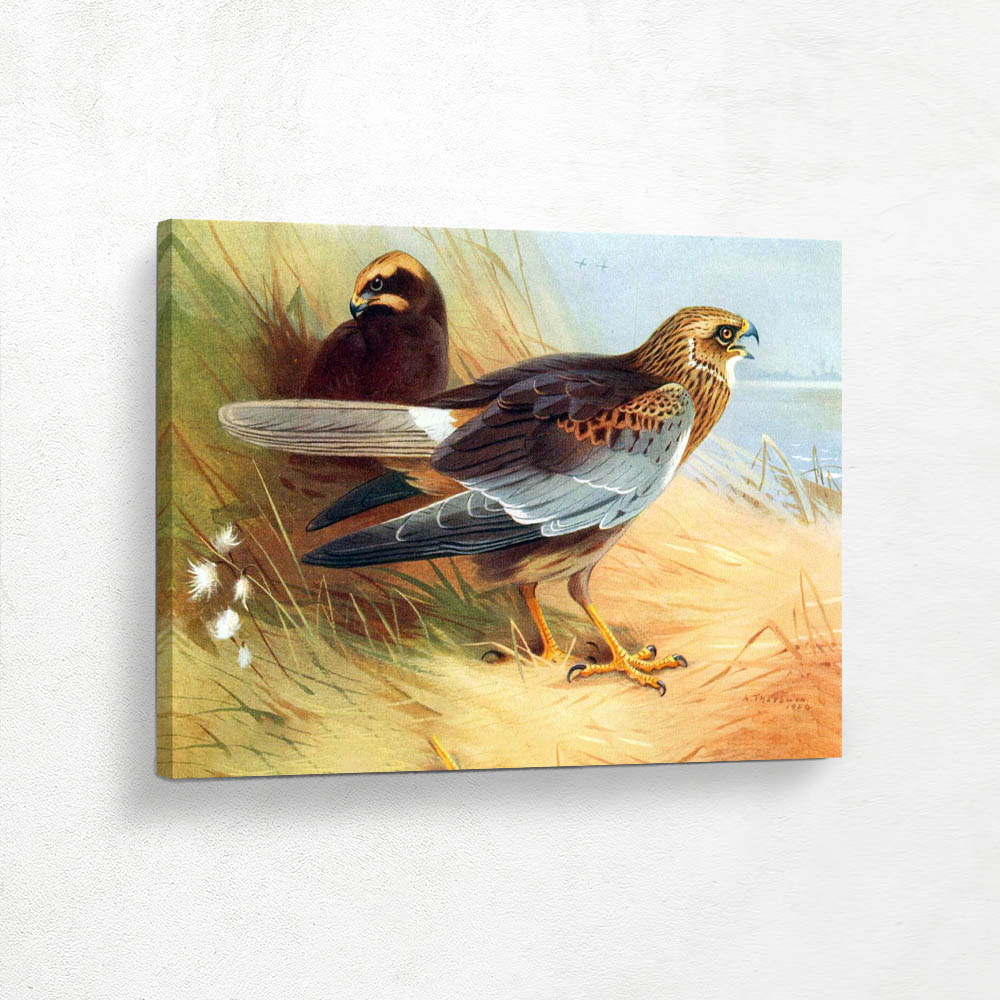 Marsh Harrier