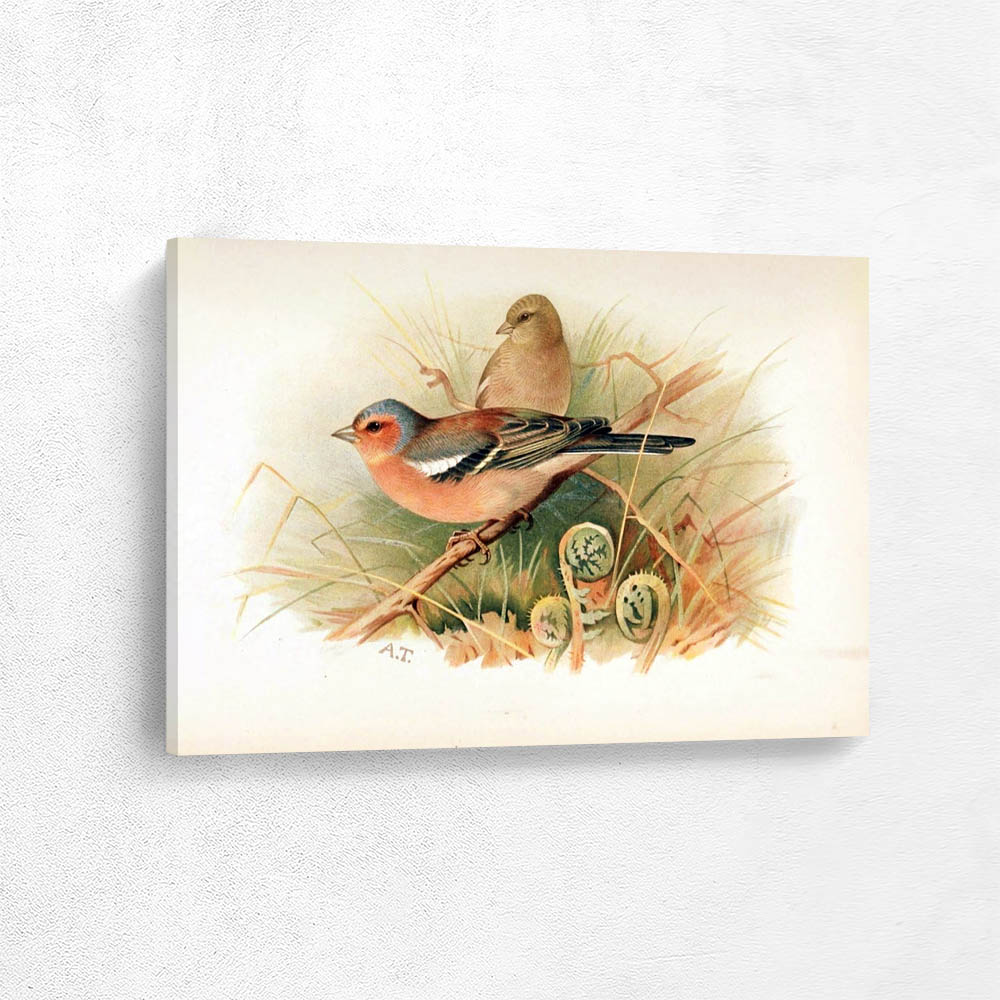 Chaffinch