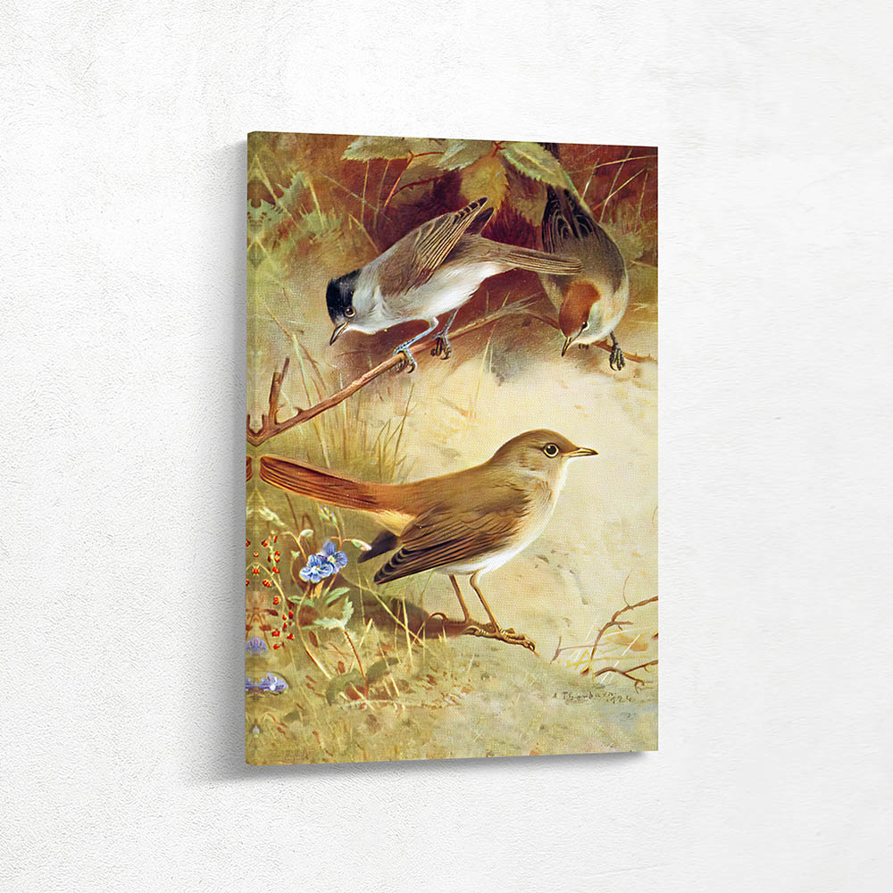 Sylvia Atricapilla Blackcap Luscinia Megarhy Nightingale