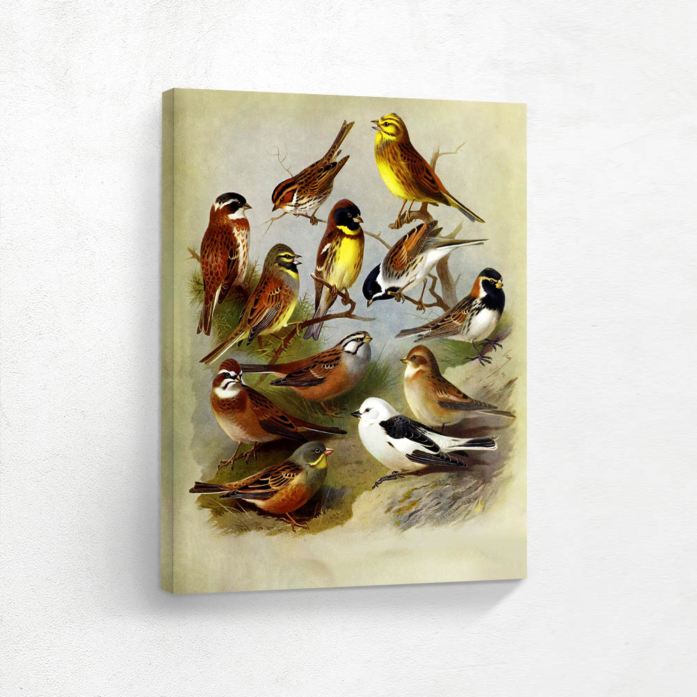 Various Birds