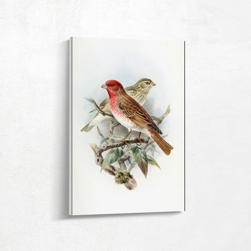 Scarlet  Grosbeak