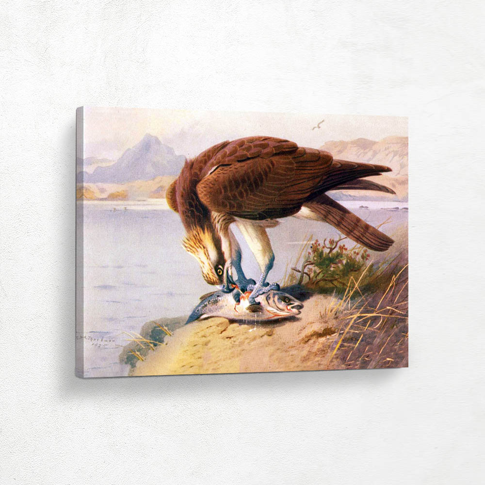 Osprey