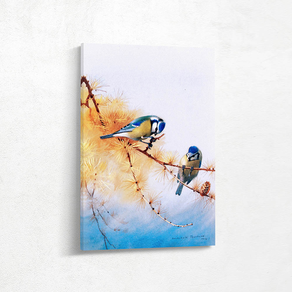 Blue Tits on a Branch of a Fir Tree