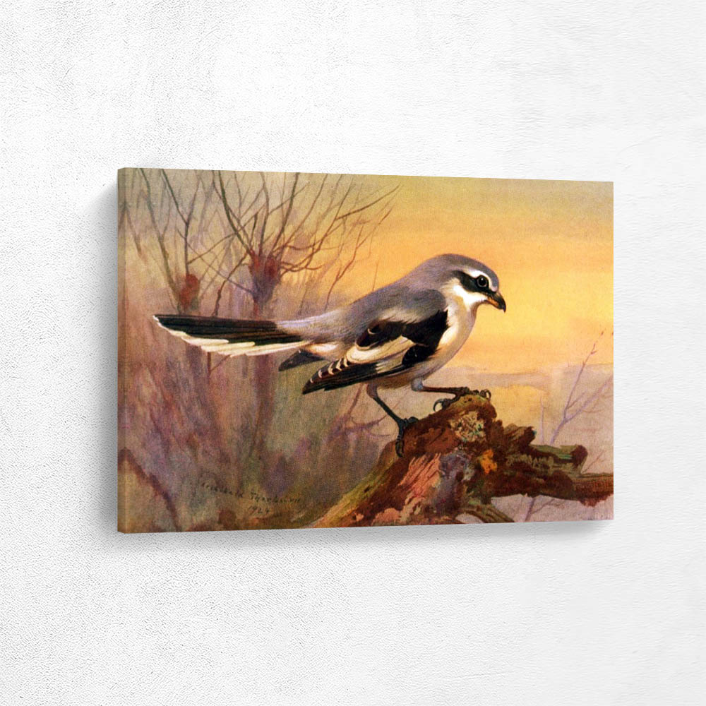 Great Grey Shrike