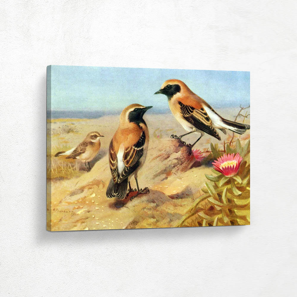 Black Eared Eastern Pied Wobler Black Throated Desert