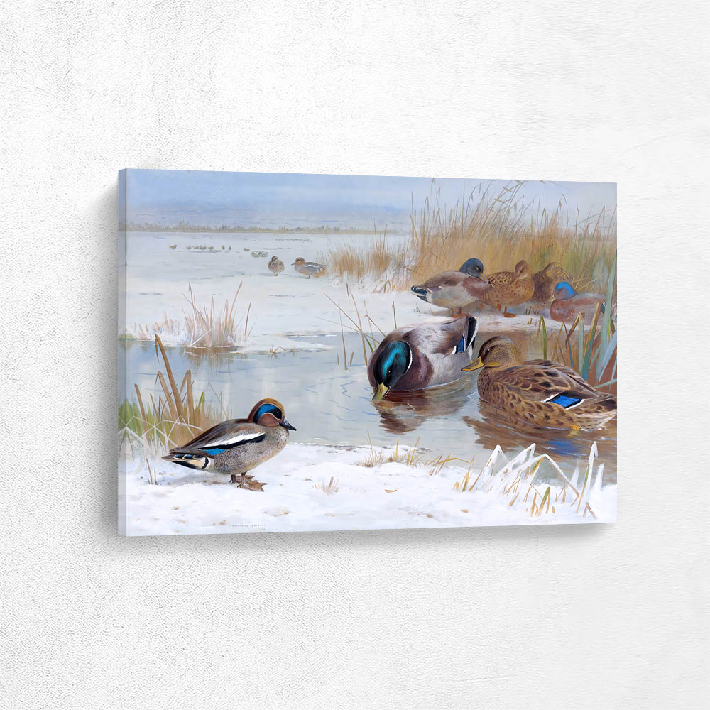Mallard and Teal
