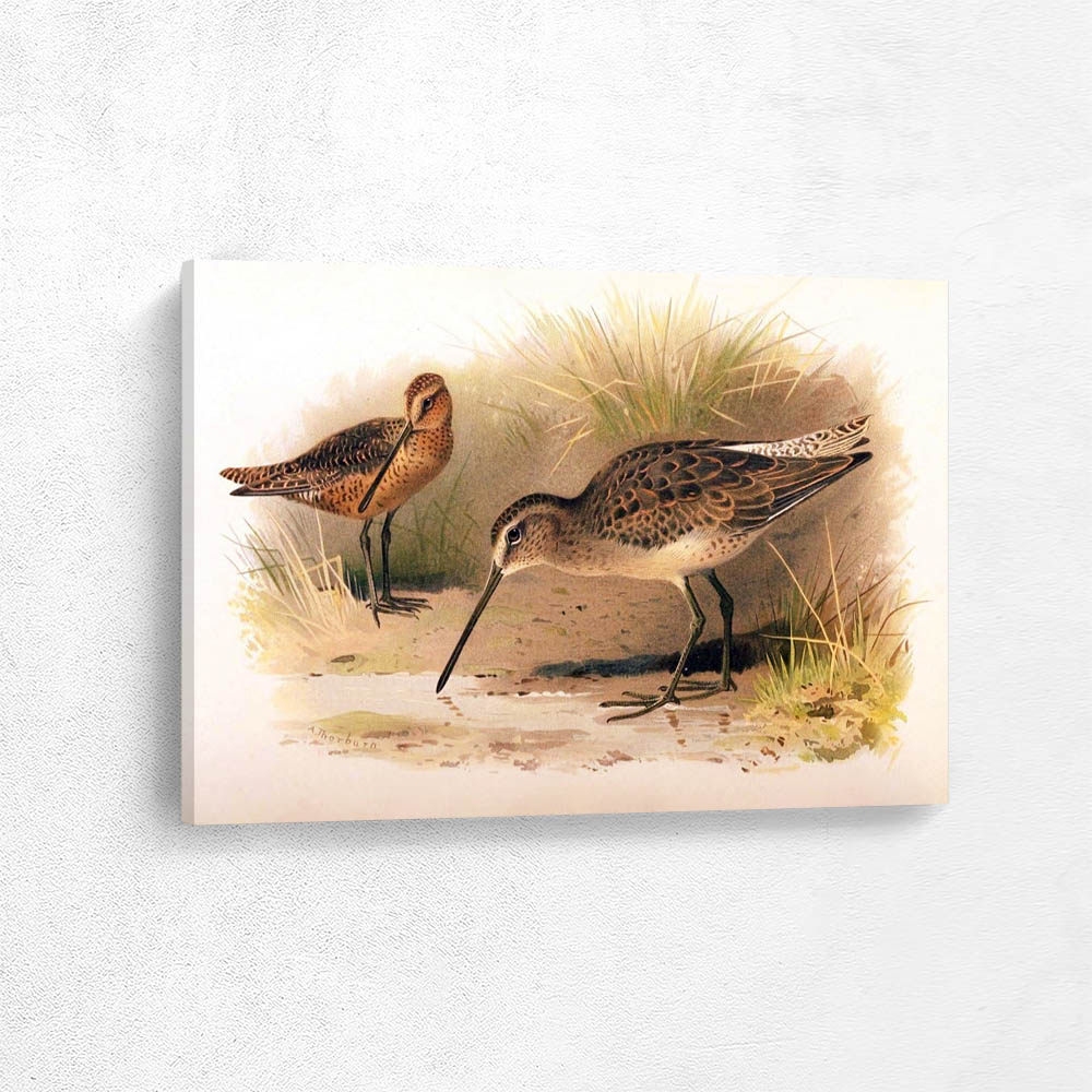 Red Breasted Snipe