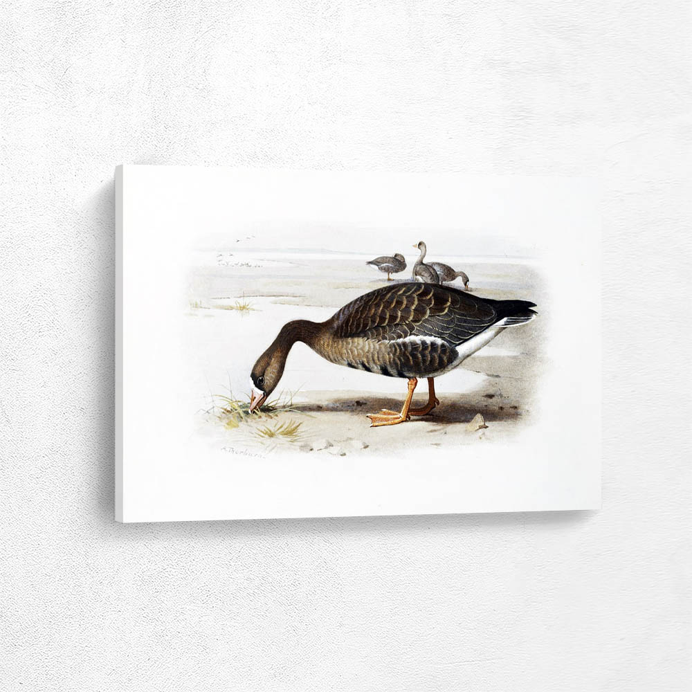 A White Fronted Goose