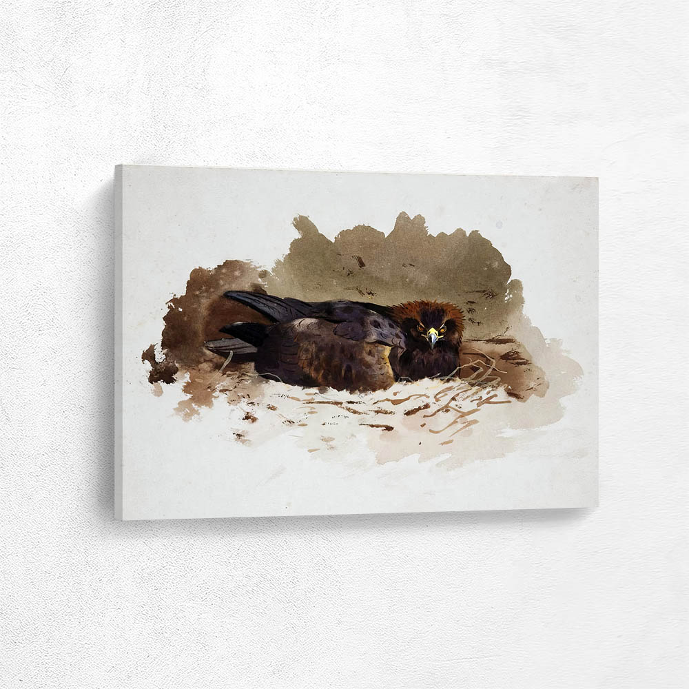 Golden Eagle on a Nest