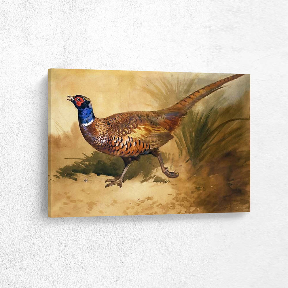 Running Pheasant