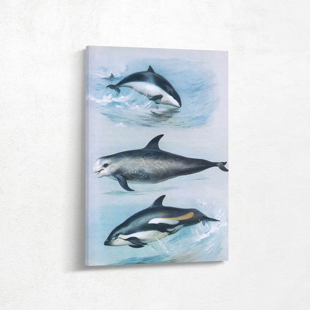 White Beaked Dolphin Common Dolphin Bottle Nosed Dolphin