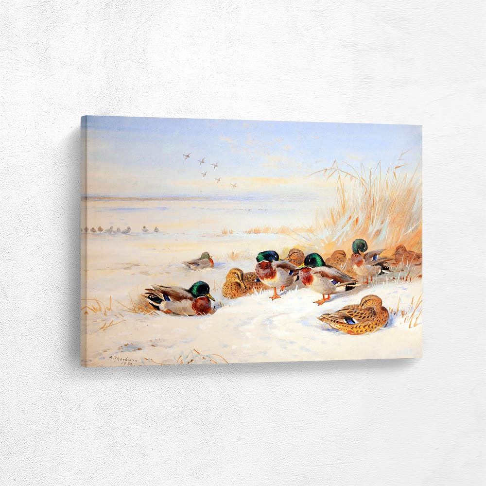 Mallards on the Snow