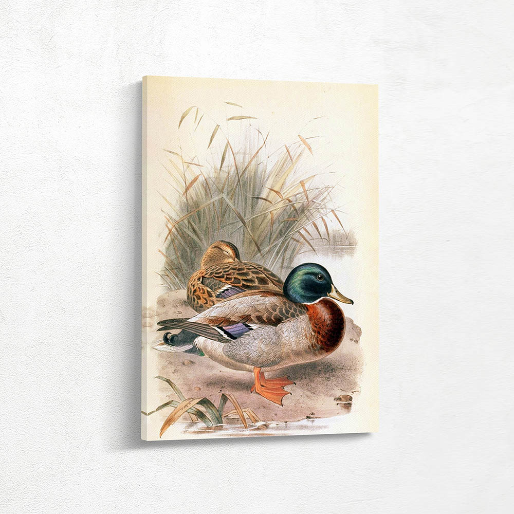 Drake and Hen Mallard on the Waters Edge