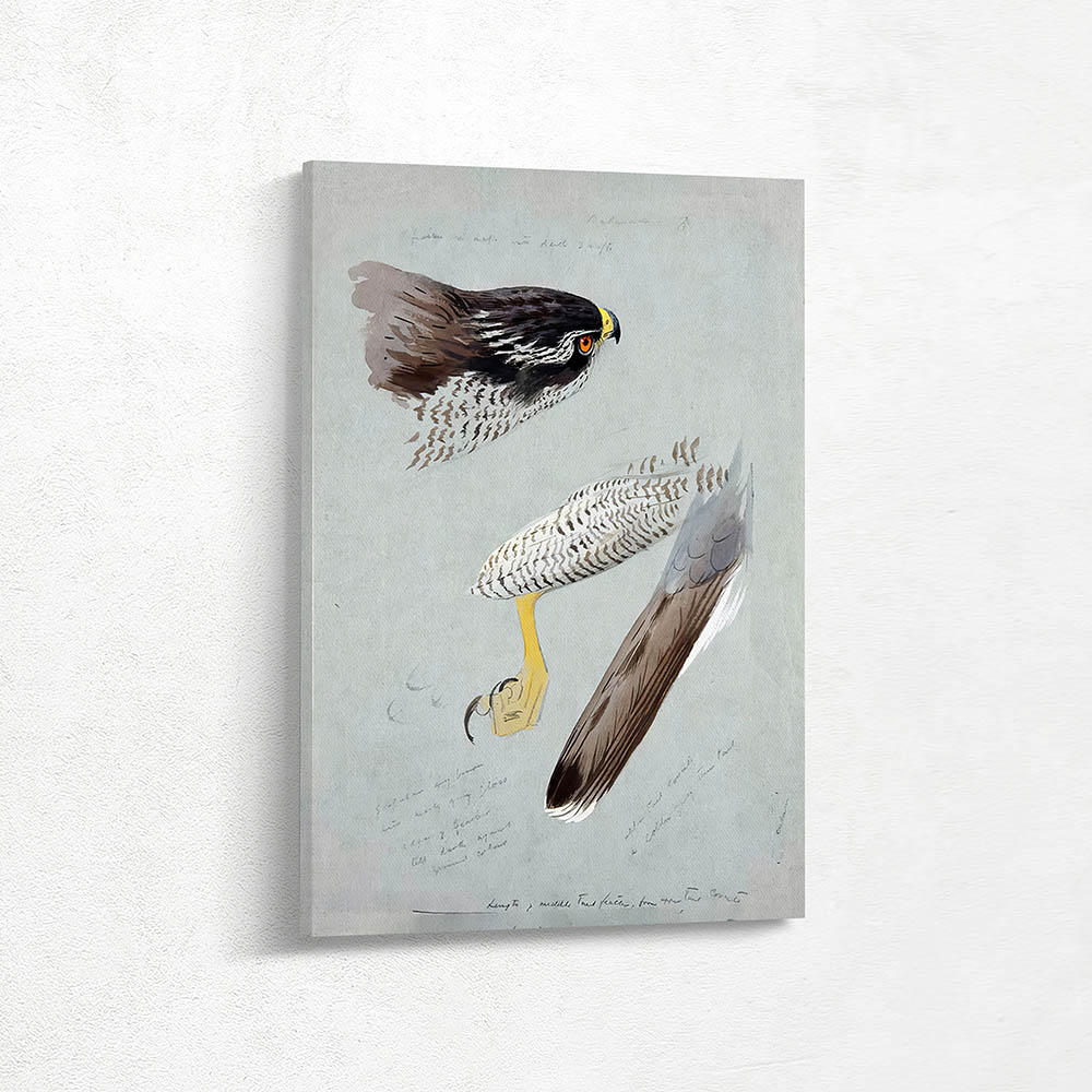 Studies Of Head Foot And Wing Of Male Goshawk