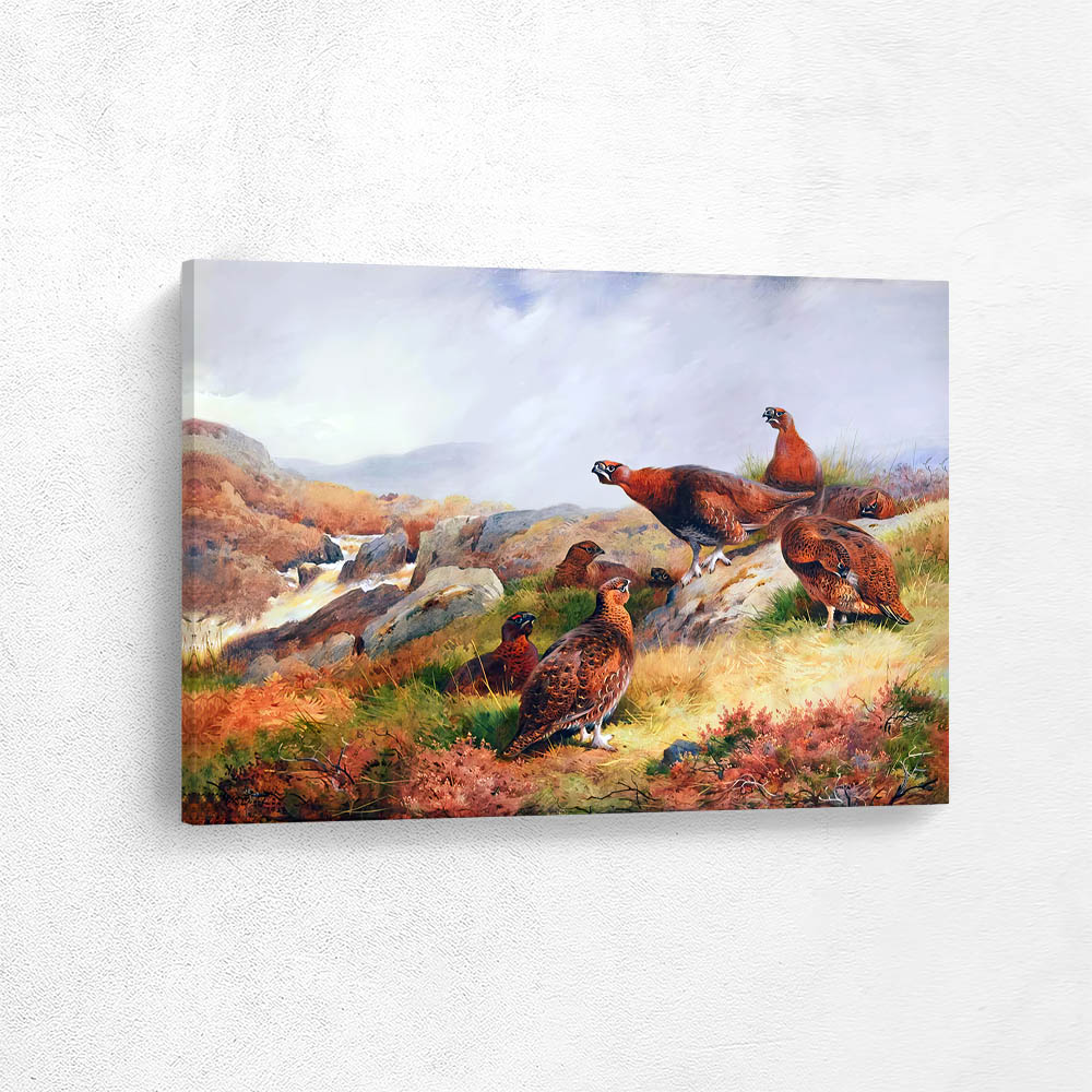 Red Grouse
