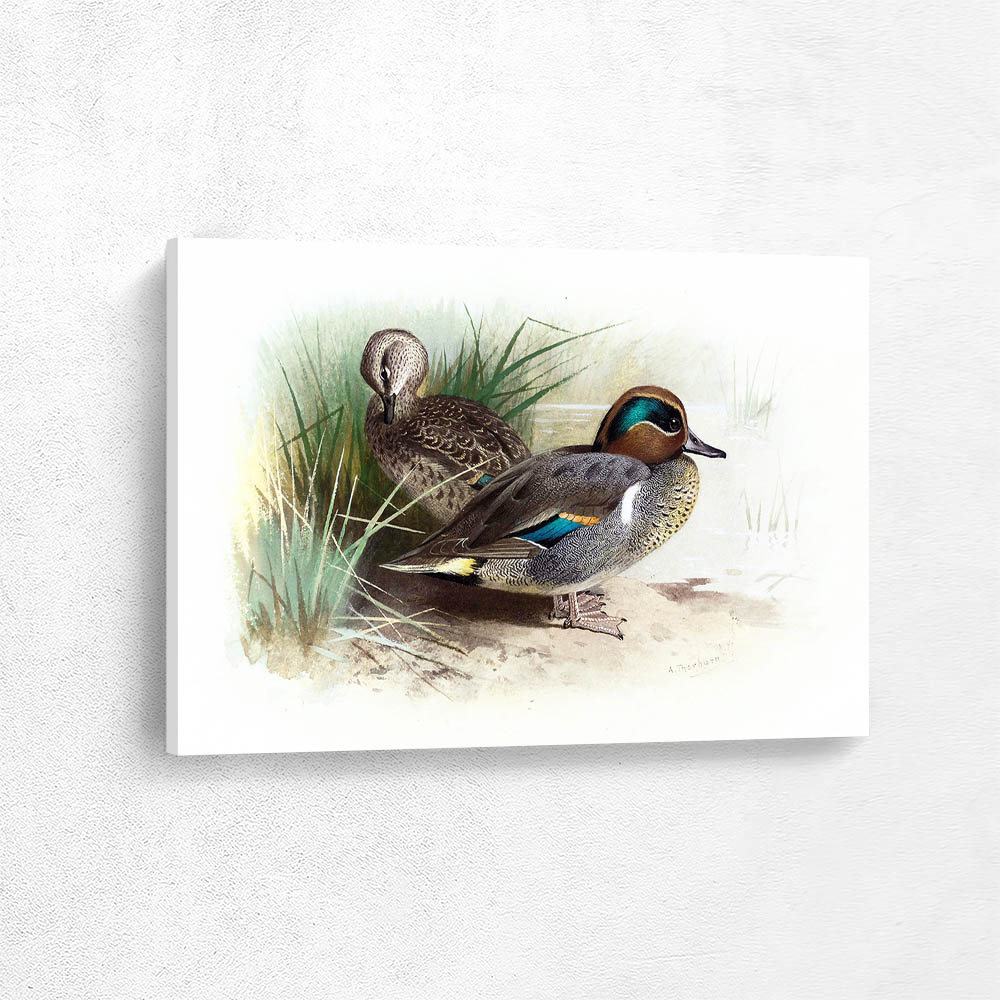American Green Winged Teal