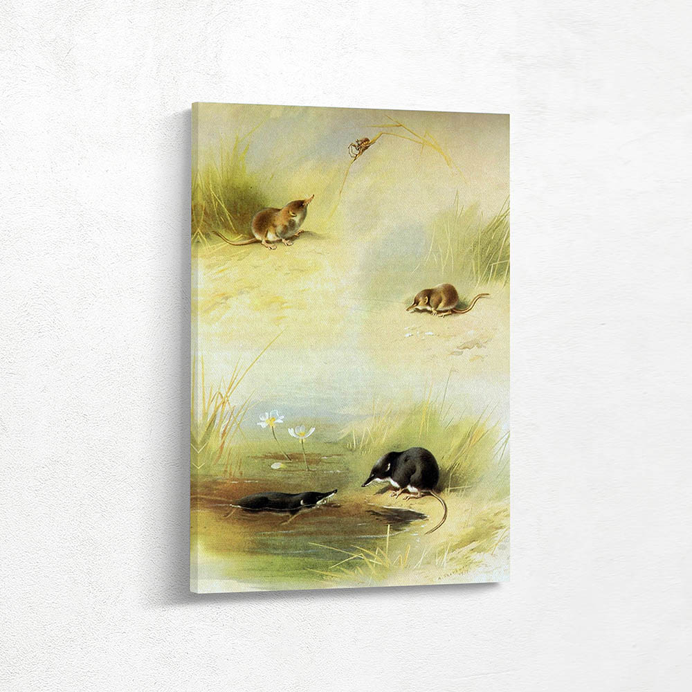 Common Shrew and Lesser Shrew and Water Shrew