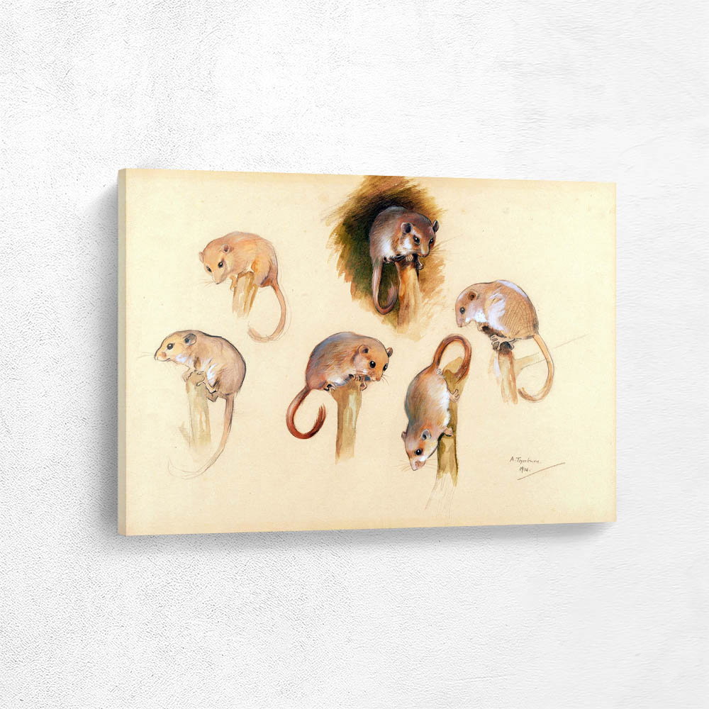 Studies of Field Mice