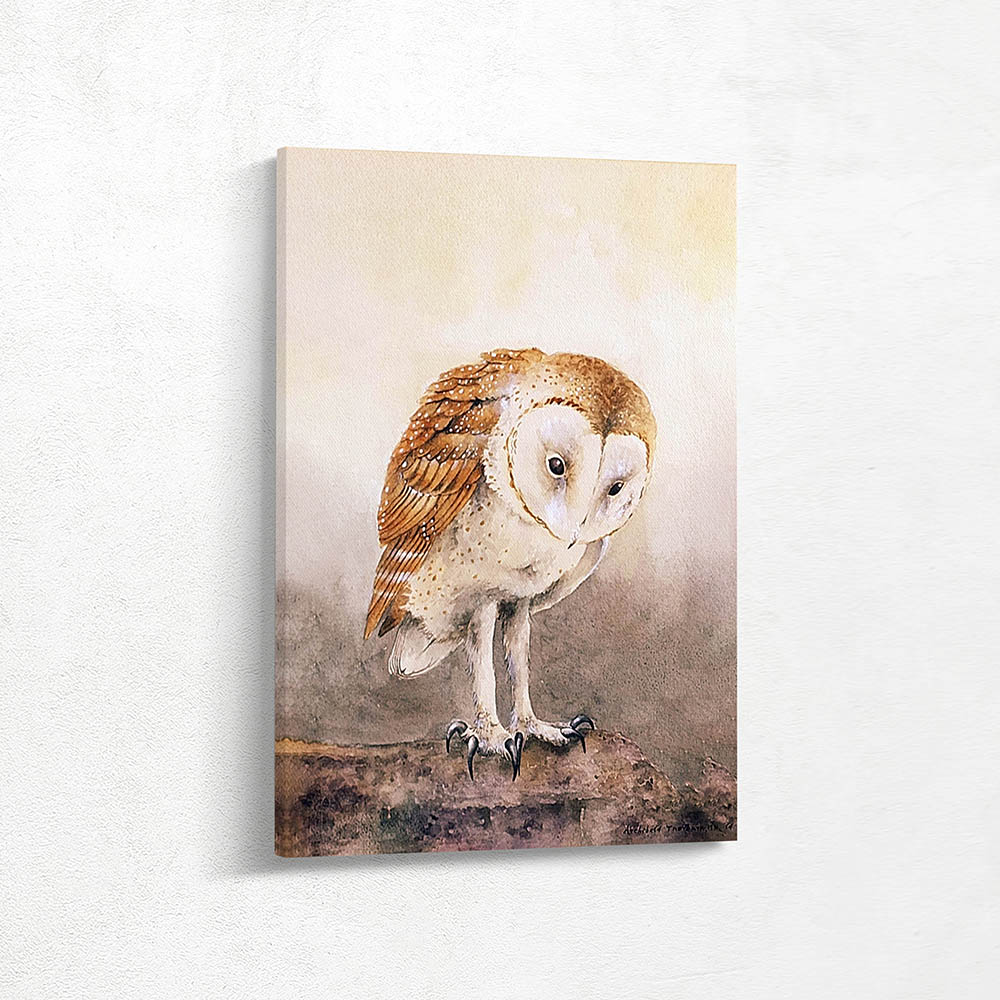 Common Barn Owl
