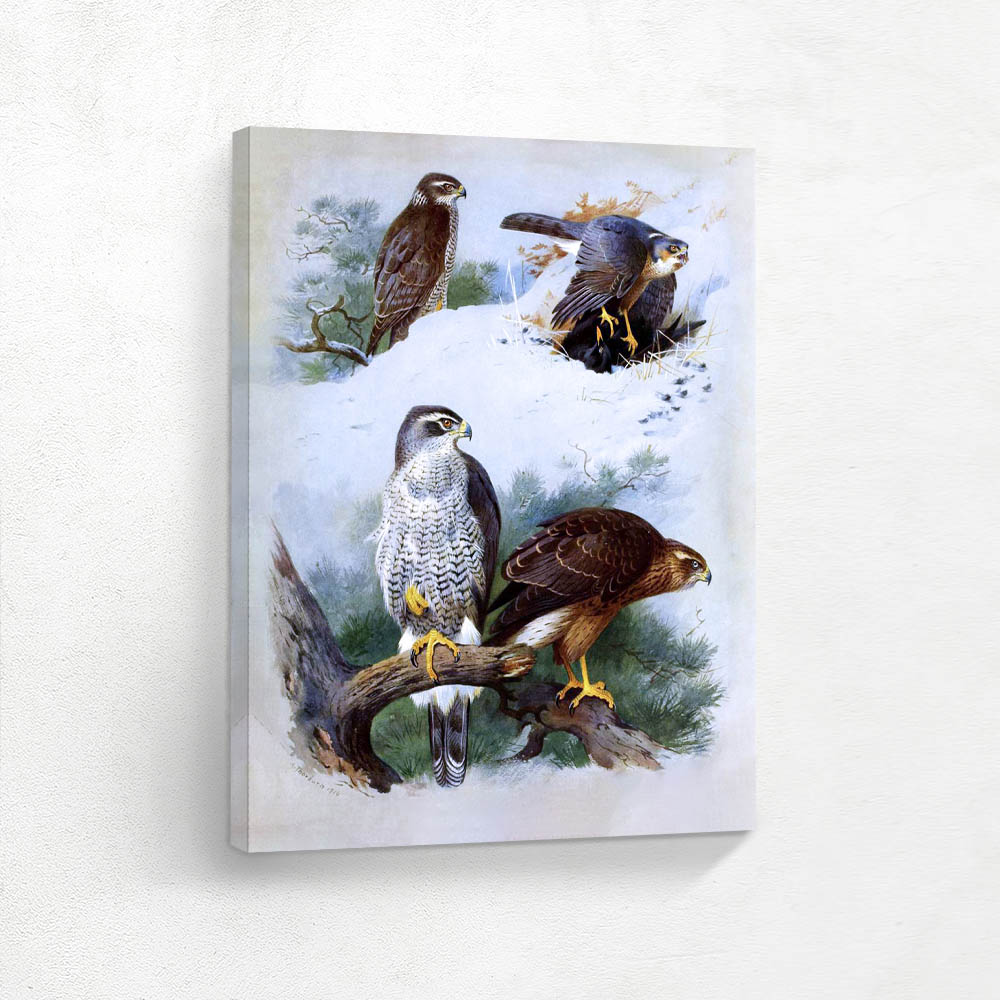 Goshawk and Sparrow Hawk