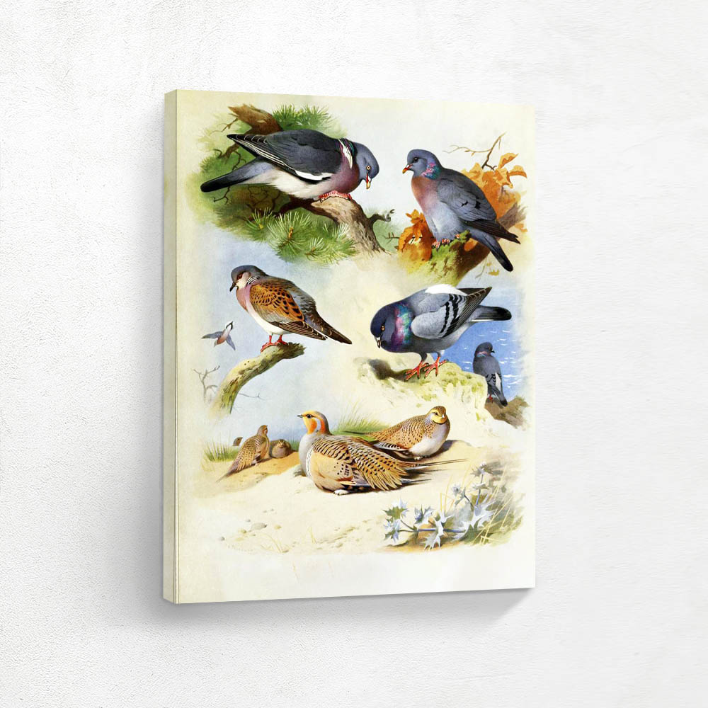 Various Birds in Various Settings