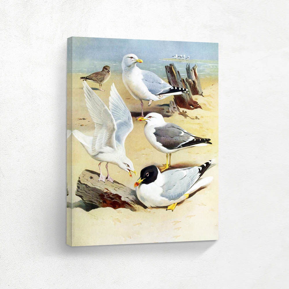 Great Blackheaded Gull Lesser Black Gull Gull Herring Gull Iceland