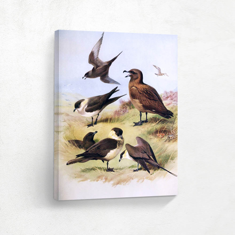 Great Skua Pomarine Skua Arctic Skua and Long Tailed Skua