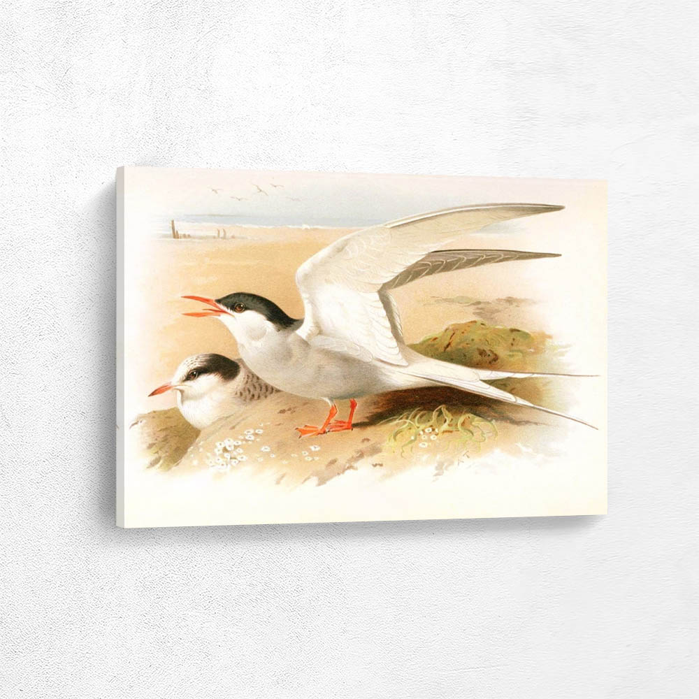 Artctic Tern