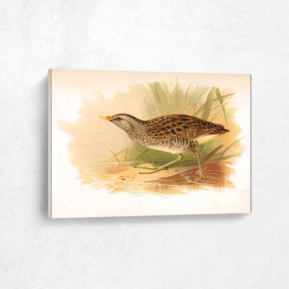 Spotted Crake