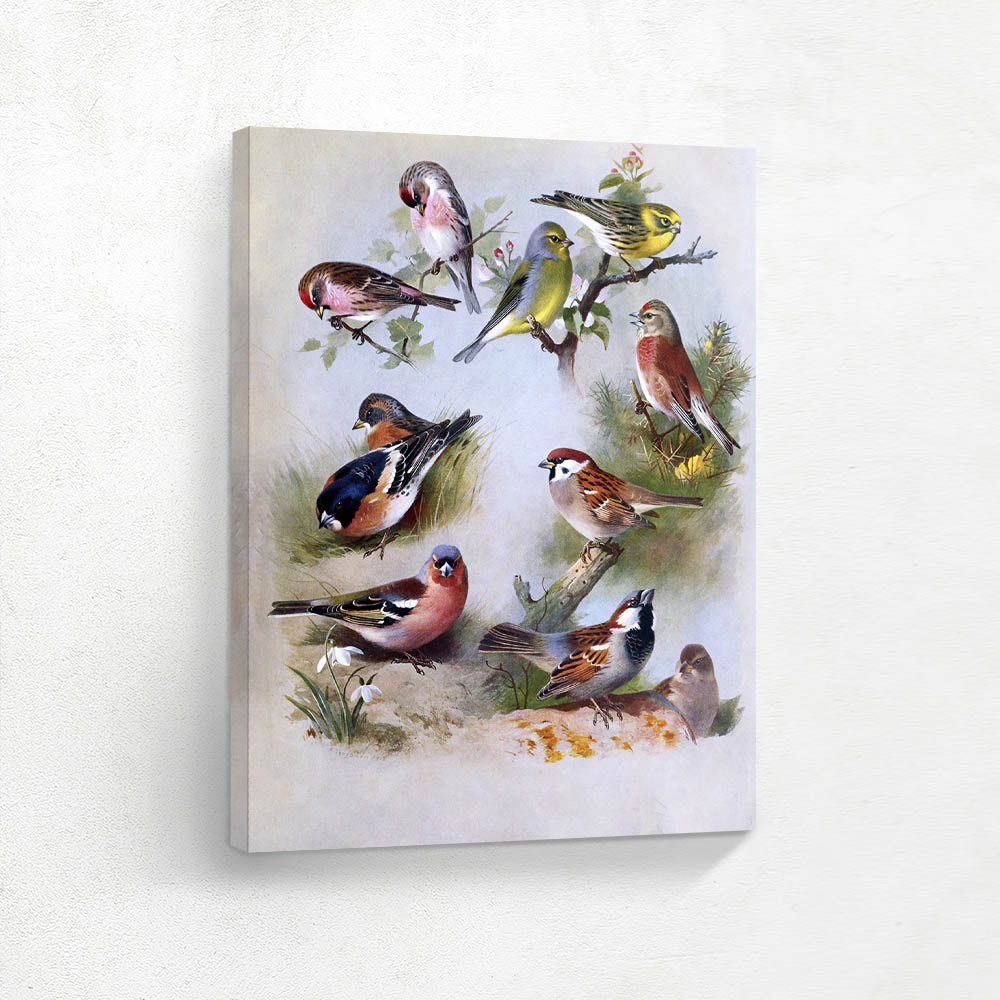 Various Birds in Various Settings