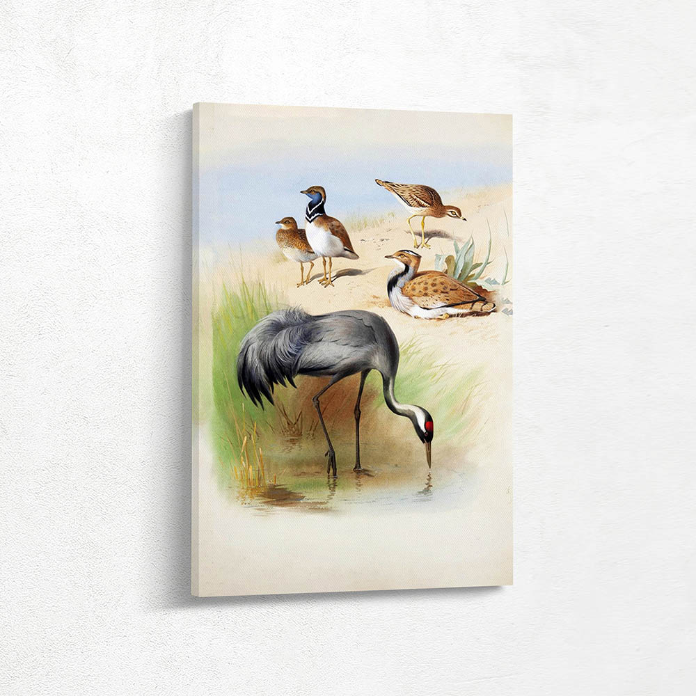 Crane Stone Curlew and Bustards