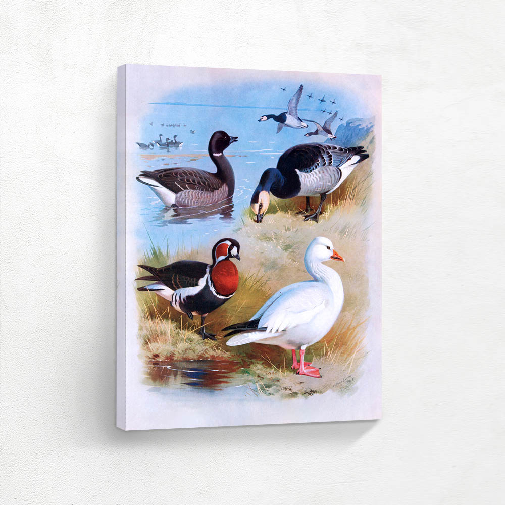 Various Geese