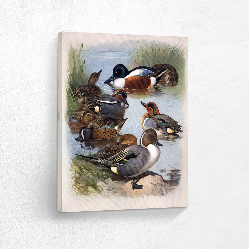 Various Ducks in the Shallows