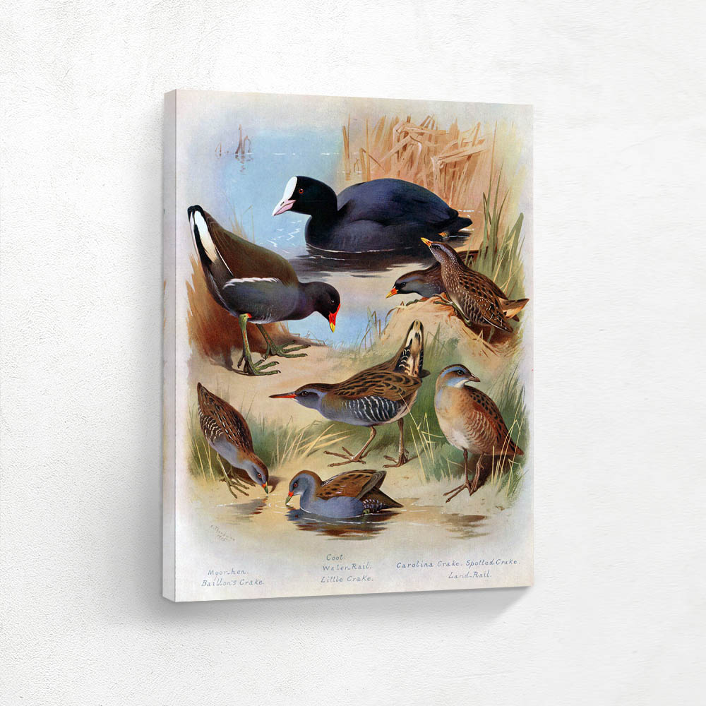 Various  Birds