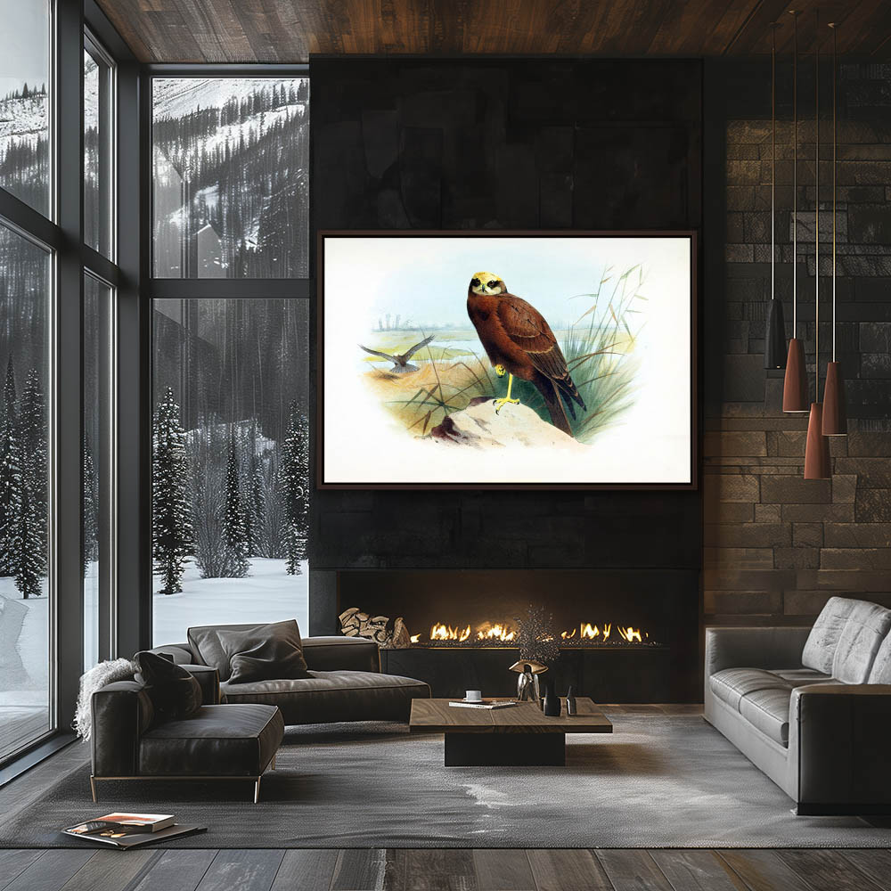 Marsh Harrier - Image 3