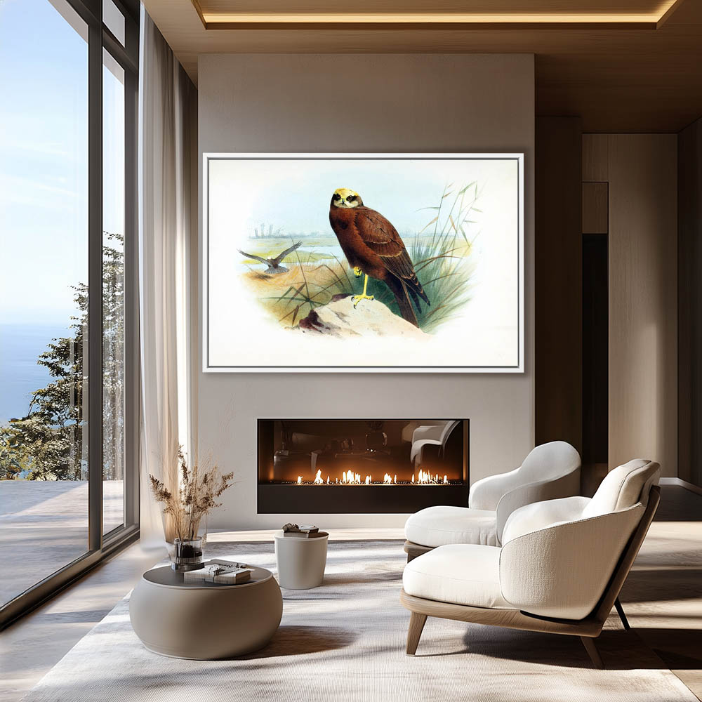 Marsh Harrier - Image 4