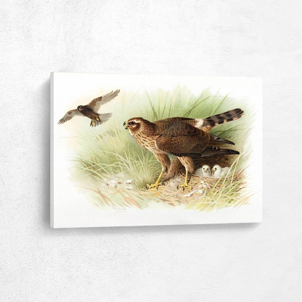 Montagus Harrier