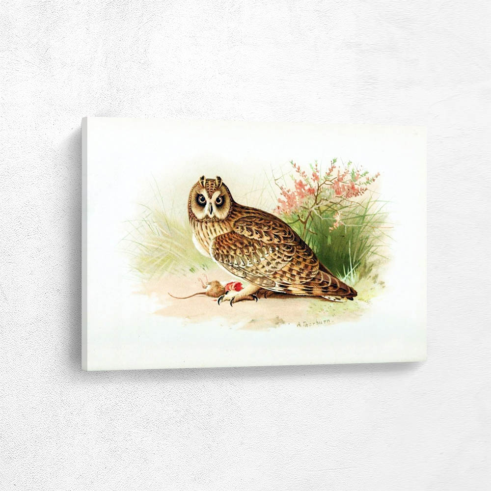 Short Eared Owl