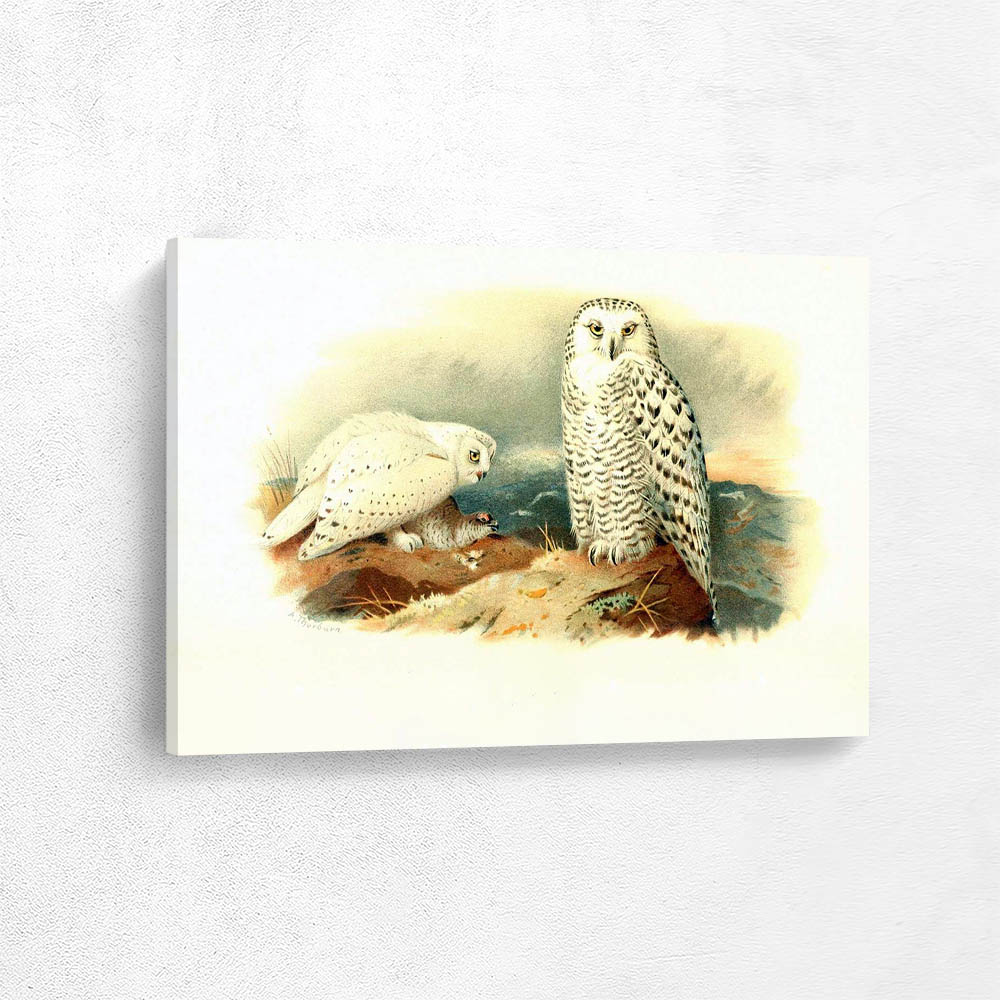 Snowy Owl