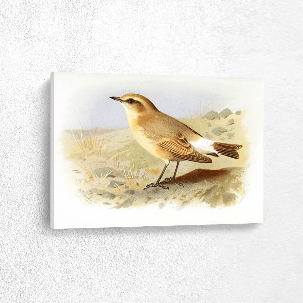 Isabeline Wheatear