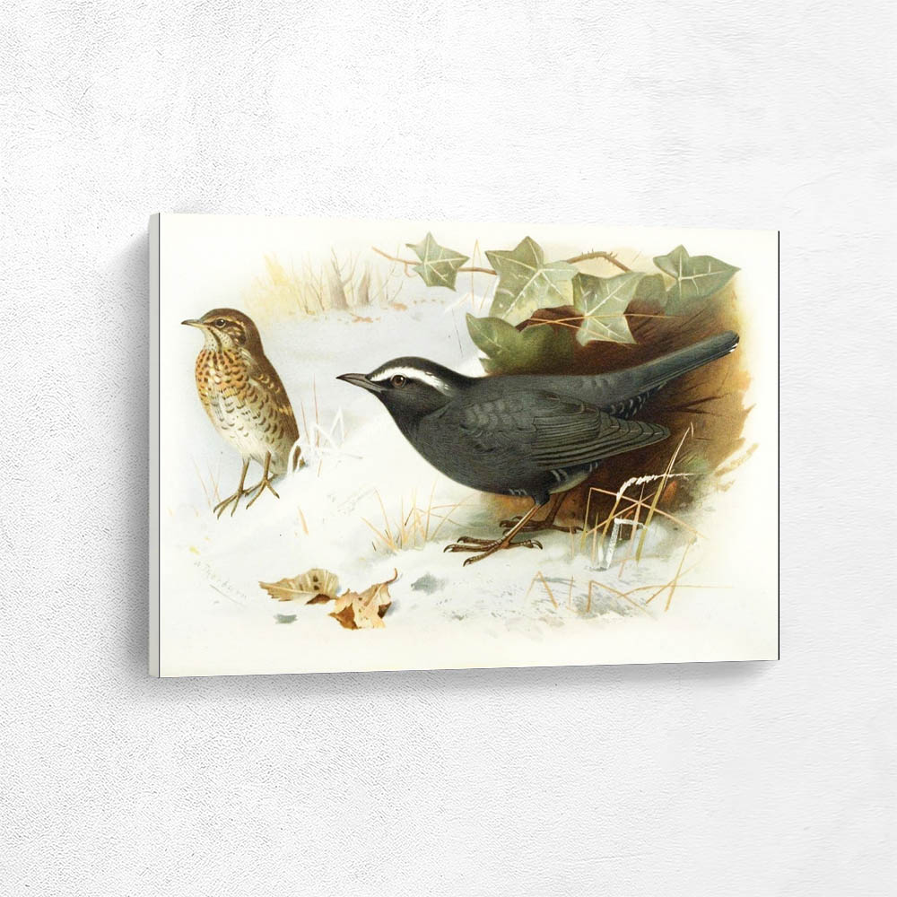 Siberian Ground Thrush