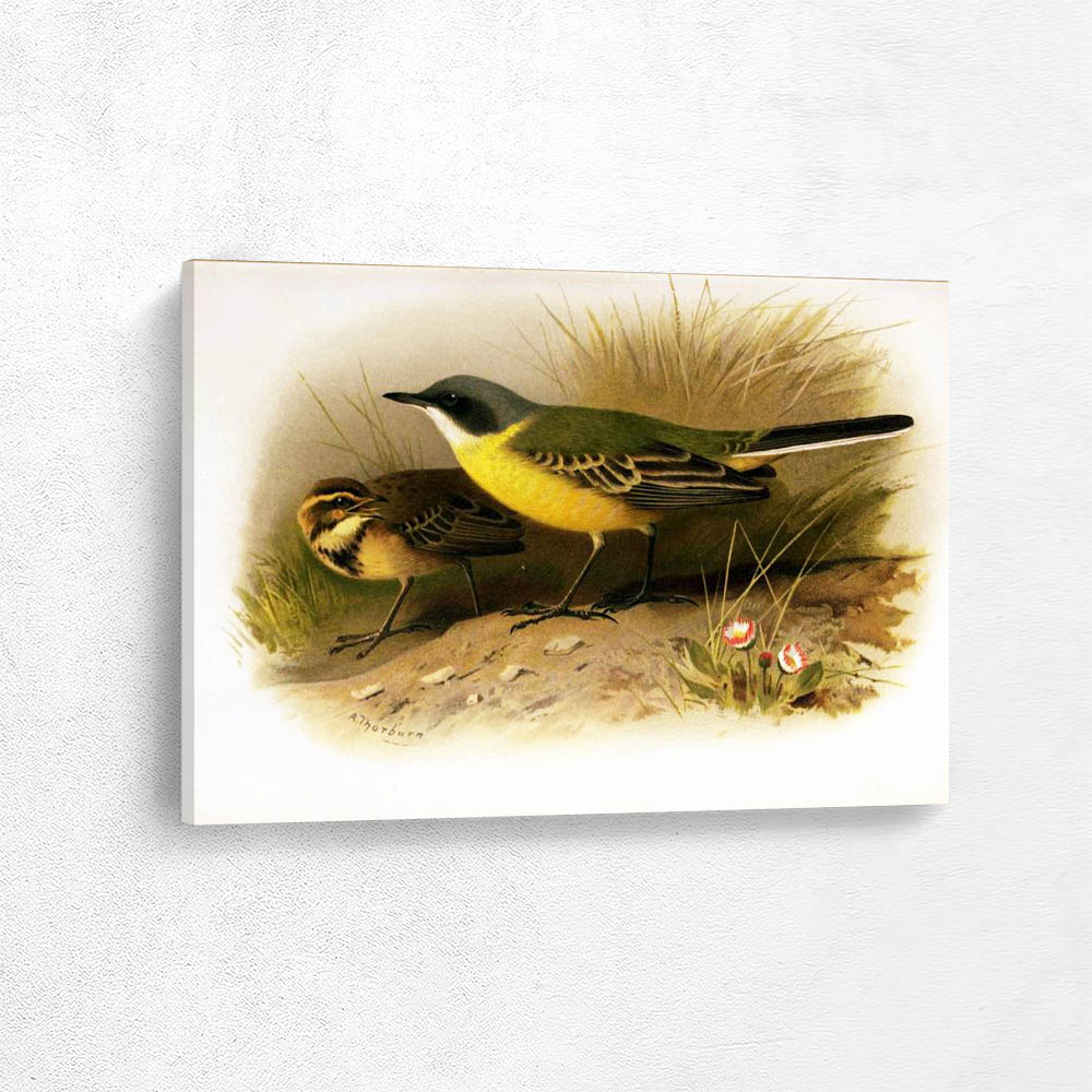 Grey Headed Yellow Wagtail