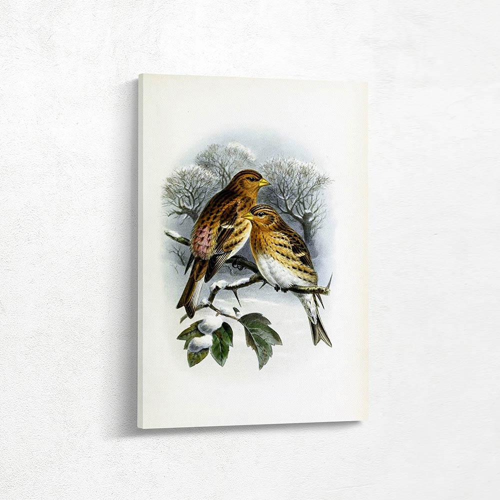 Twite or Mountain Linnet