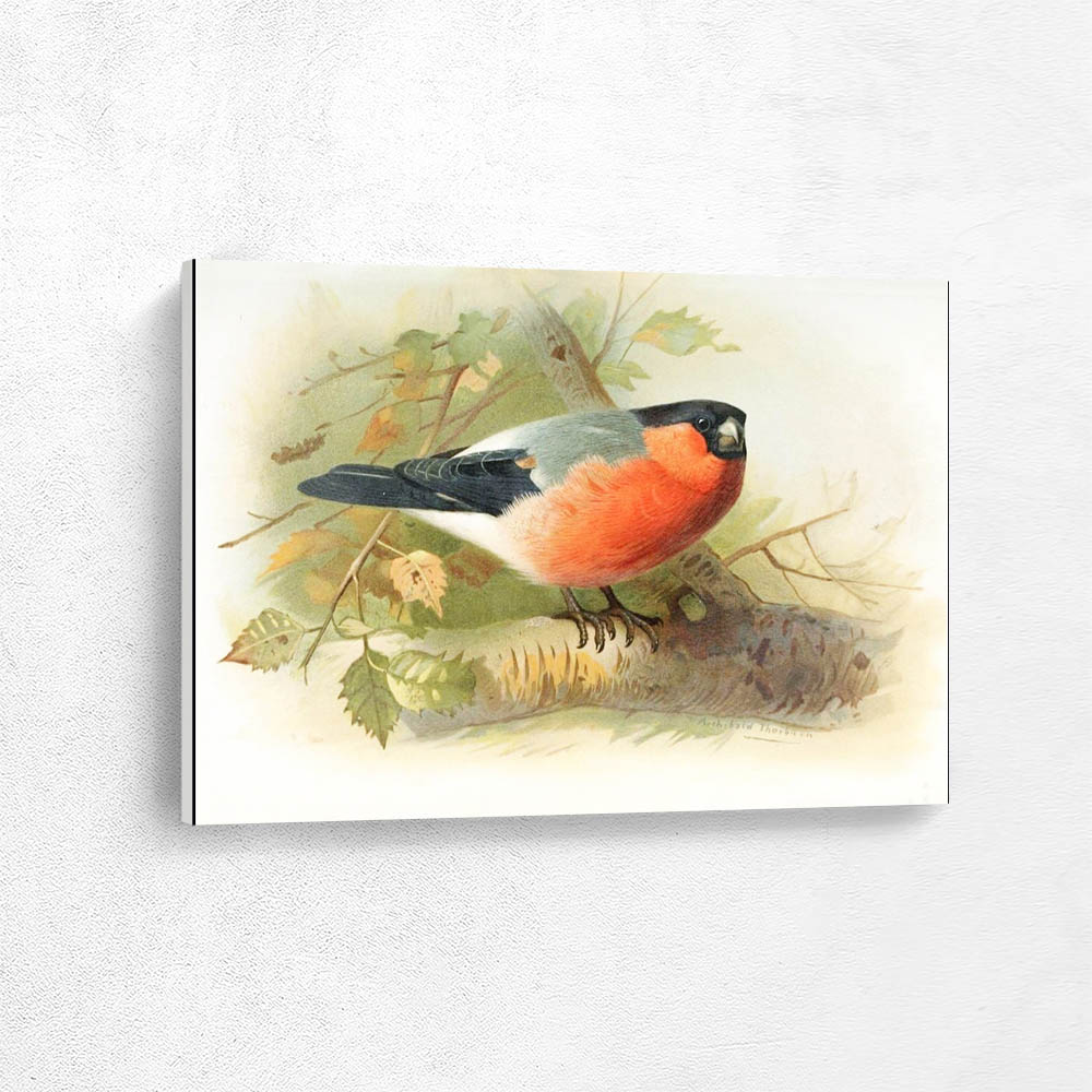 Norhtern Bullfinch
