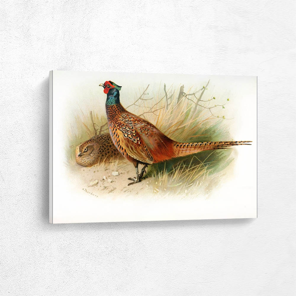 Pheasant
