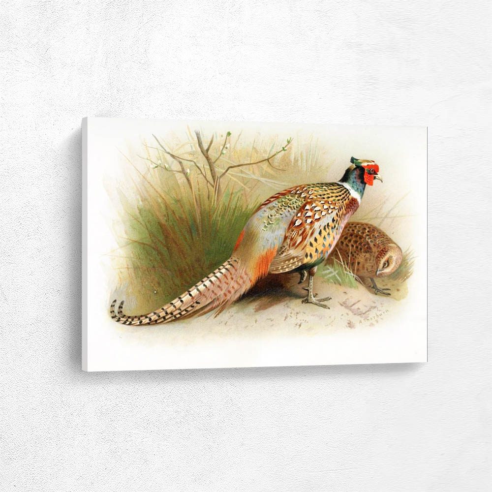 Chinese Ring Necked Pheasant