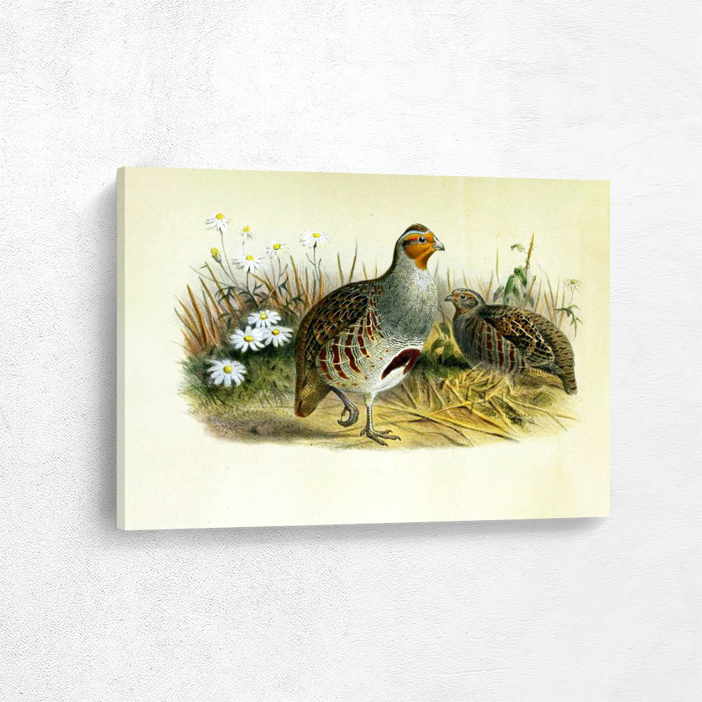 Common or Grey Partridge