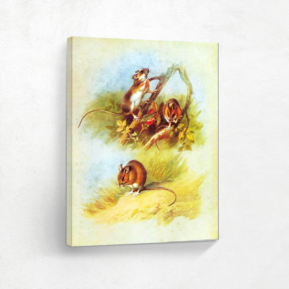 Yellow Necked Wood Mouse and St Kilda Wood Mouse