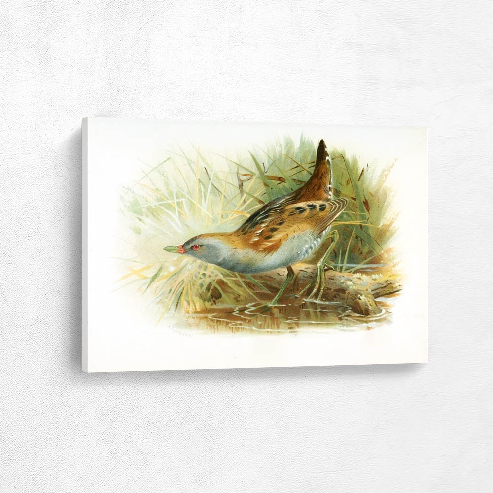 Little Crake